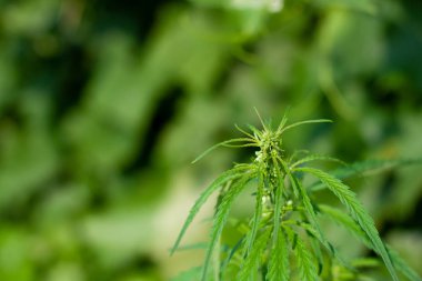 Kenevir tohumu ile büyük marihuana yaprakları ile Yeşil esrar Bush.