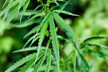 Kenevir tohumu ile büyük marihuana yaprakları ile Yeşil esrar Bush.