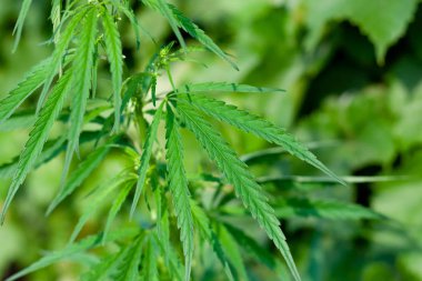 Kenevir tohumu ile büyük marihuana yaprakları ile Yeşil esrar Bush.