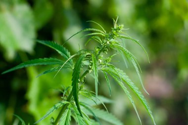 Kenevir tohumu ile büyük marihuana yaprakları ile Yeşil esrar Bush.