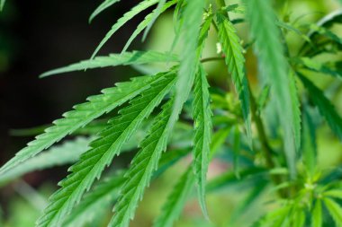 Kenevir tohumu ile büyük marihuana yaprakları ile Yeşil esrar Bush.