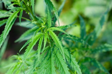 Kenevir tohumu ile büyük marihuana yaprakları ile Yeşil esrar Bush.