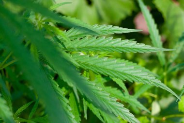 Kenevir tohumu ile büyük marihuana yaprakları ile Yeşil esrar Bush.