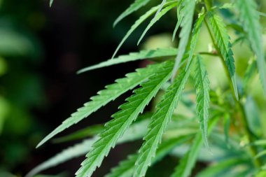 Kenevir tohumu ile büyük marihuana yaprakları ile Yeşil esrar Bush.