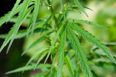 Kenevir tohumu ile büyük marihuana yaprakları ile Yeşil esrar Bush.