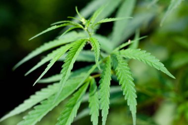 Kenevir tohumu ile büyük marihuana yaprakları ile Yeşil esrar Bush.