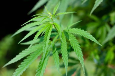 Kenevir tohumu ile büyük marihuana yaprakları ile Yeşil esrar Bush.