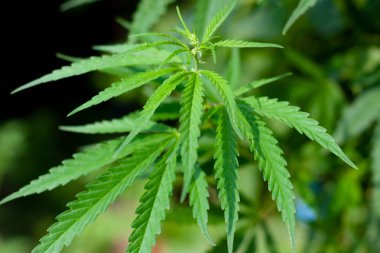 Kenevir tohumu ile büyük marihuana yaprakları ile Yeşil esrar Bush.