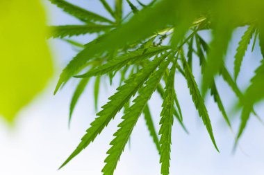 Kenevir tohumu ile büyük marihuana yaprakları ile Yeşil esrar Bush.