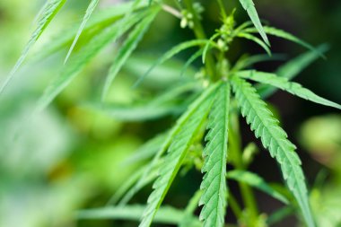 Kenevir tohumu ile büyük marihuana yaprakları ile Yeşil esrar Bush.