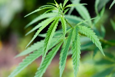 Kenevir tohumu ile büyük marihuana yaprakları ile Yeşil esrar Bush.