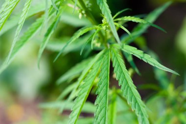 Kenevir tohumu ile büyük marihuana yaprakları ile Yeşil esrar Bush.