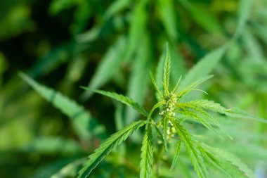 Kenevir tohumu ile büyük marihuana yaprakları ile Yeşil esrar Bush.