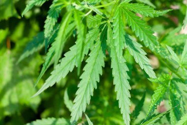 Kenevir tohumu ile büyük marihuana yaprakları ile Yeşil esrar Bush.