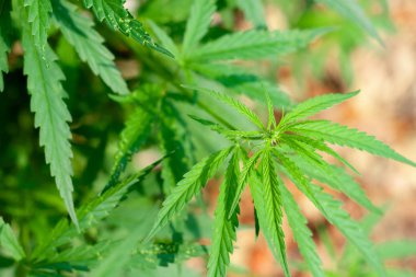 Kenevir tohumu ile büyük marihuana yaprakları ile Yeşil esrar Bush.