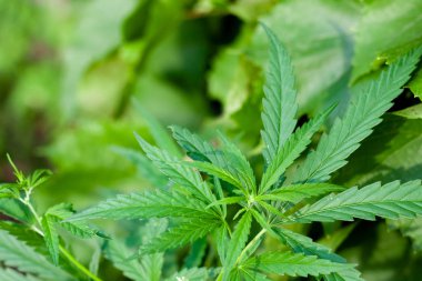 Kenevir tohumu ile büyük marihuana yaprakları ile Yeşil esrar Bush.