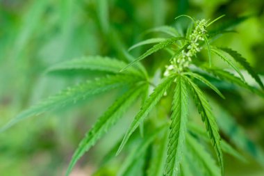 Kenevir tohumu ile büyük marihuana yaprakları ile Yeşil esrar Bush.