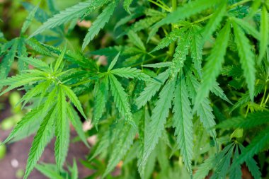 Kenevir tohumu ile büyük marihuana yaprakları ile Yeşil esrar Bush.