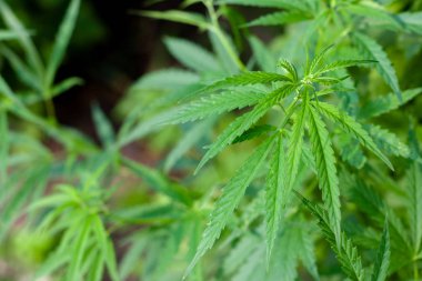 Kenevir tohumu ile büyük marihuana yaprakları ile Yeşil esrar Bush.