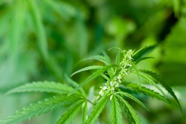 Kenevir tohumu ile büyük marihuana yaprakları ile Yeşil esrar Bush.