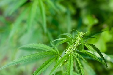 Kenevir tohumu ile büyük marihuana yaprakları ile Yeşil esrar Bush.