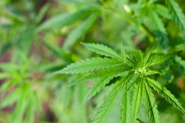 Kenevir tohumu ile büyük marihuana yaprakları ile Yeşil esrar Bush.