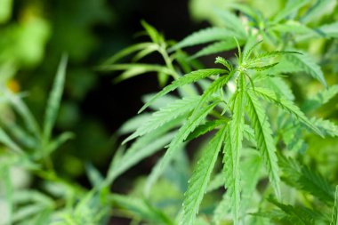 Kenevir tohumu ile büyük marihuana yaprakları ile Yeşil esrar Bush.