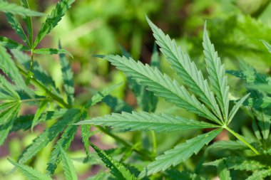 Kenevir tohumu ile büyük marihuana yaprakları ile Yeşil esrar Bush.