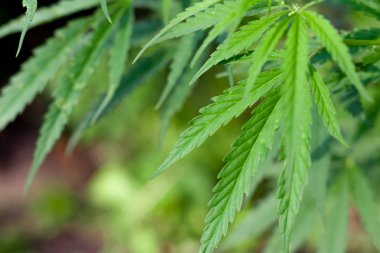 Kenevir tohumu ile büyük marihuana yaprakları ile Yeşil esrar Bush.