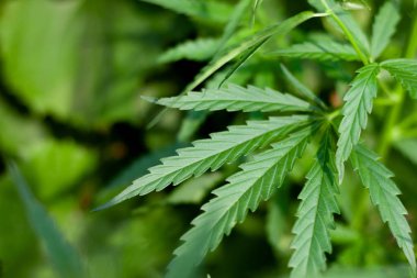 Kenevir tohumu ile büyük marihuana yaprakları ile Yeşil esrar Bush.