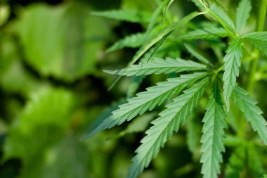 Kenevir tohumu ile büyük marihuana yaprakları ile Yeşil esrar Bush.