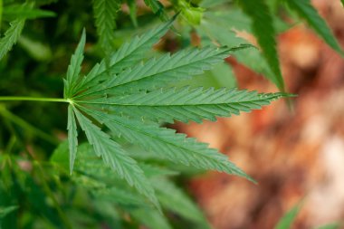 Kenevir tohumu ile büyük marihuana yaprakları ile Yeşil esrar Bush.