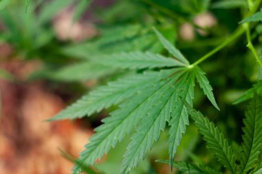 Kenevir tohumu ile büyük marihuana yaprakları ile Yeşil esrar Bush.