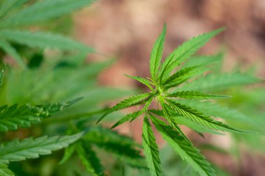 Kenevir tohumu ile büyük marihuana yaprakları ile Yeşil esrar Bush.