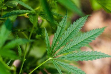 Kenevir tohumu ile büyük marihuana yaprakları ile Yeşil esrar Bush.