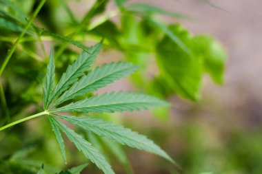 Kenevir tohumu ile büyük marihuana yaprakları ile Yeşil esrar Bush.