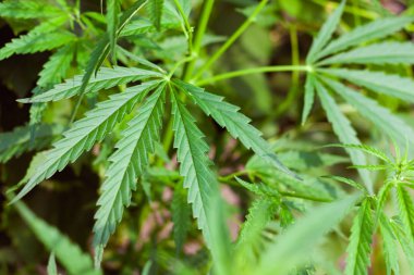 Kenevir tohumu ile büyük marihuana yaprakları ile Yeşil esrar Bush.