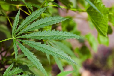 Kenevir tohumu ile büyük marihuana yaprakları ile Yeşil esrar Bush.