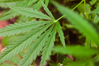 Kenevir tohumu ile büyük marihuana yaprakları ile Yeşil esrar Bush.