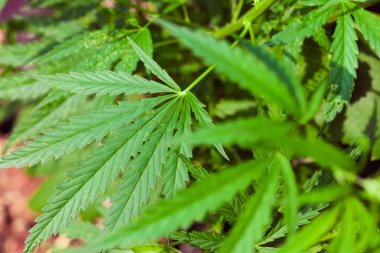 Kenevir tohumu ile büyük marihuana yaprakları ile Yeşil esrar Bush.