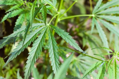 Kenevir tohumu ile büyük marihuana yaprakları ile Yeşil esrar Bush.