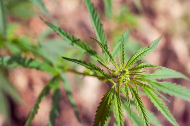 Kenevir tohumu ile büyük marihuana yaprakları ile Yeşil esrar Bush.