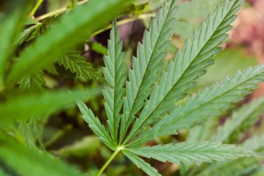 Kenevir tohumu ile büyük marihuana yaprakları ile Yeşil esrar Bush.