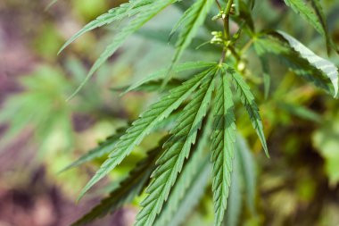 Kenevir tohumu ile büyük marihuana yaprakları ile Yeşil esrar Bush.