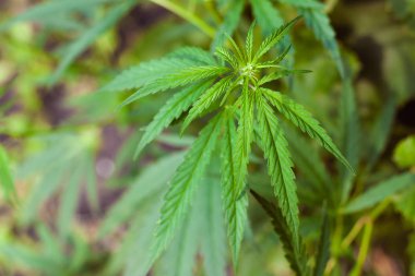 Kenevir tohumu ile büyük marihuana yaprakları ile Yeşil esrar Bush.