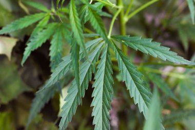 Kenevir tohumu ile büyük marihuana yaprakları ile Yeşil esrar Bush.