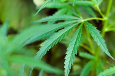 Kenevir tohumu ile büyük marihuana yaprakları ile Yeşil esrar Bush.