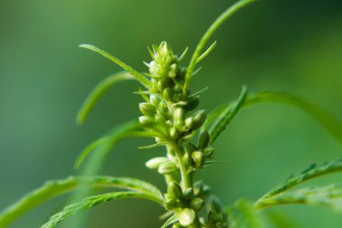 Kenevir tohumu ile büyük marihuana yaprakları ile Yeşil esrar Bush.