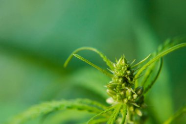 Kenevir tohumu ile büyük marihuana yaprakları ile Yeşil esrar Bush.