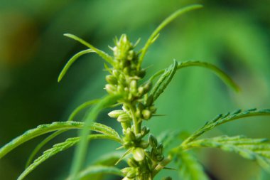 Kenevir tohumu ile büyük marihuana yaprakları ile Yeşil esrar Bush.